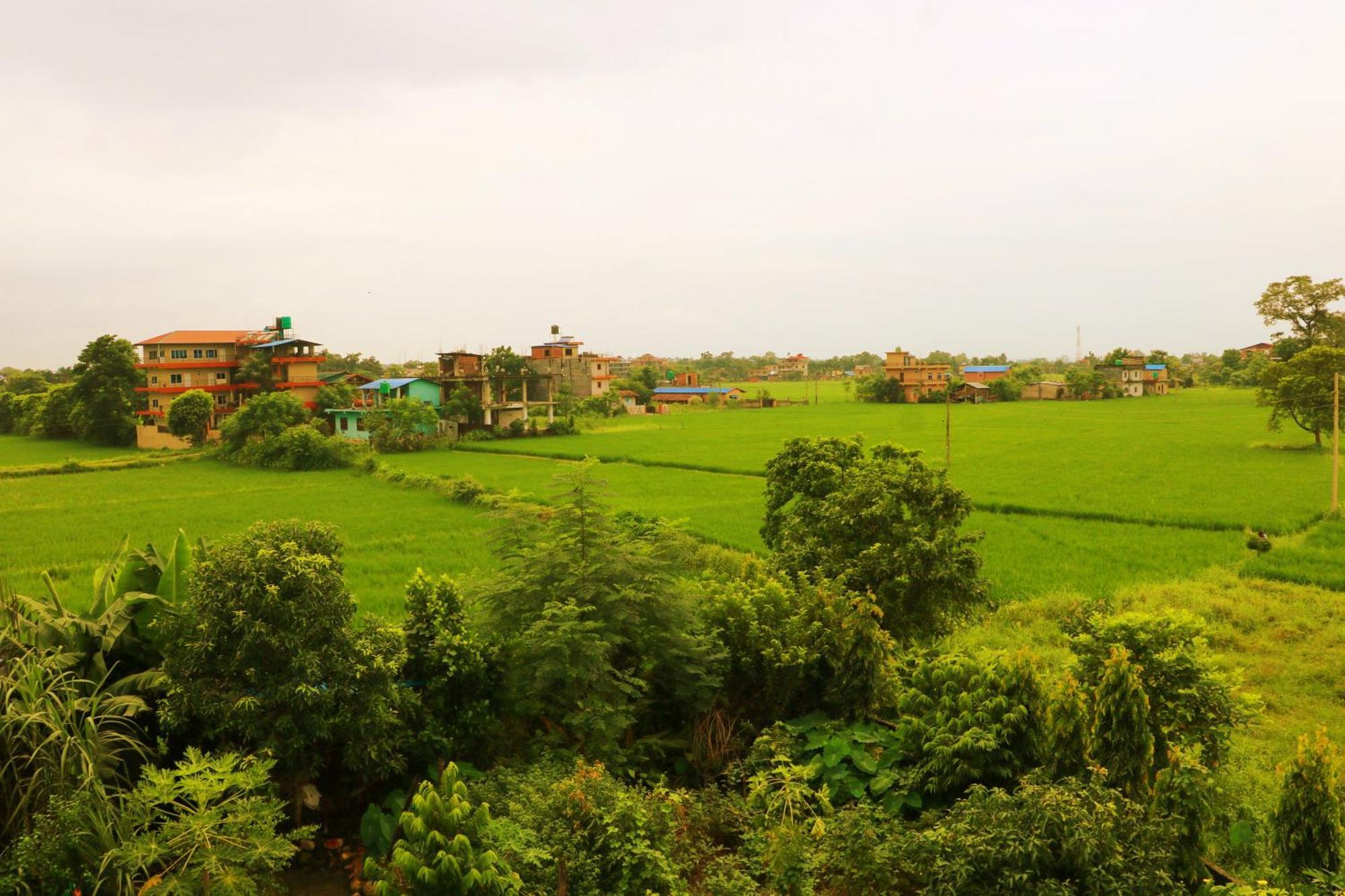 Hotel National Park Sauraha- Homely Stay And Peaceful Location With Jungle Safari Arrangements Kültér fotó